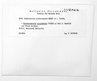 Scoleconectria scolecospora image
